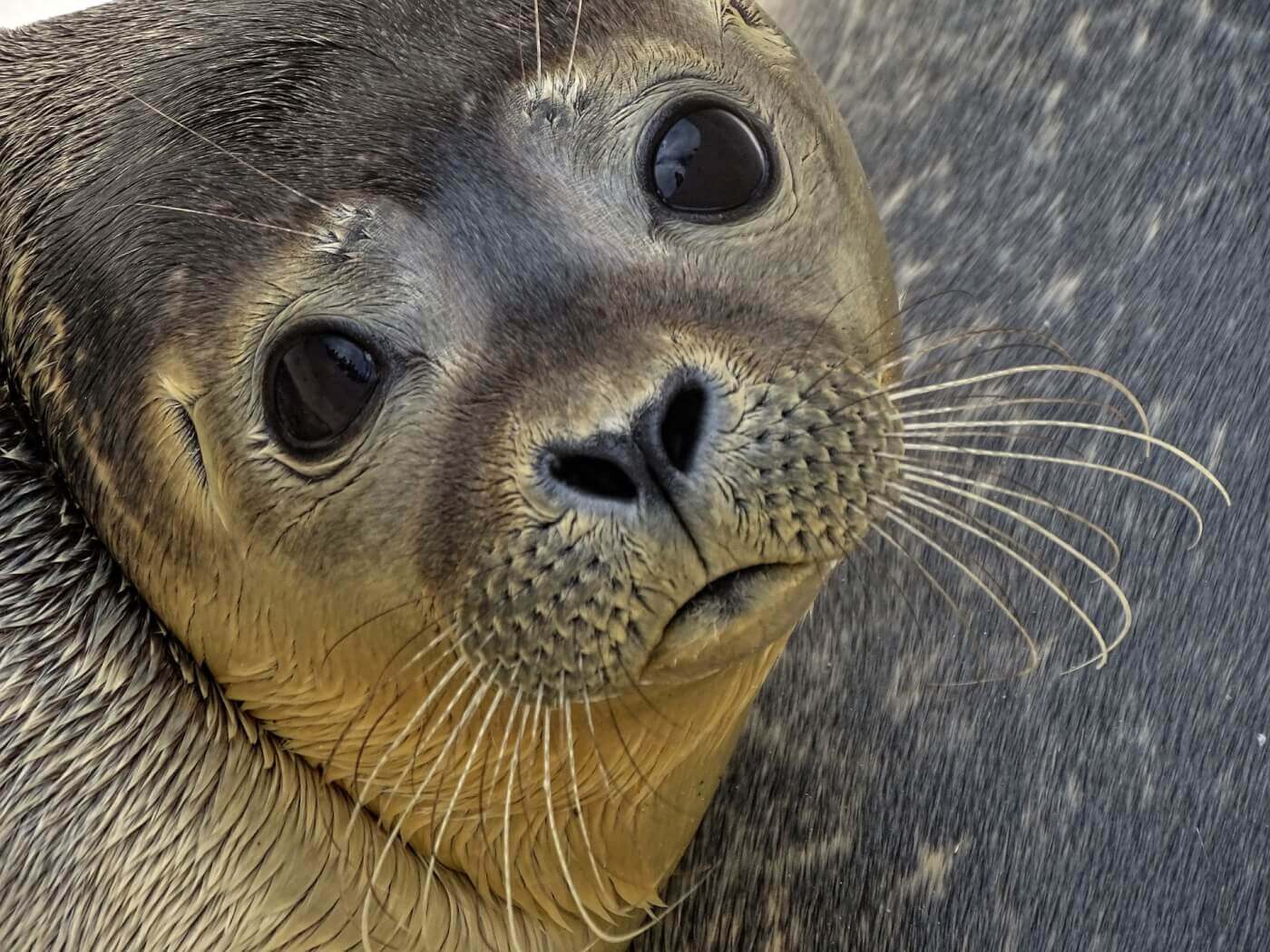 Baby-Seal-Close-Up.jpg