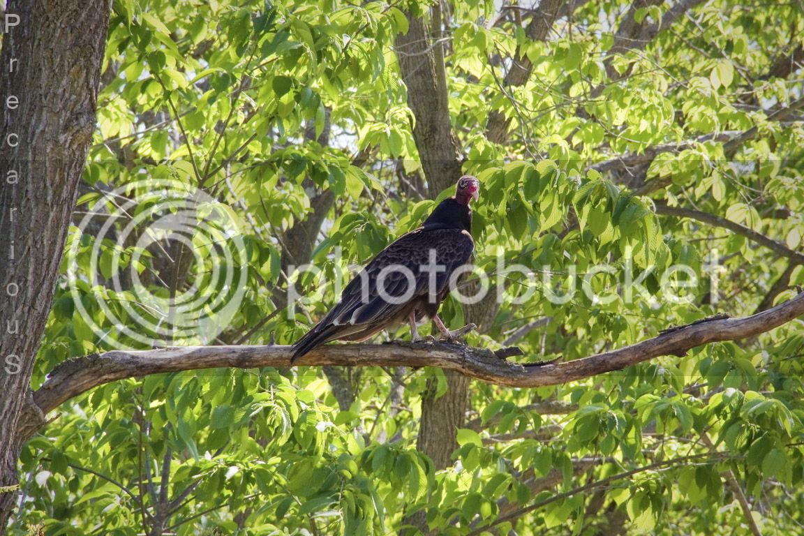 TurkeyVulture_9895-sm.jpg