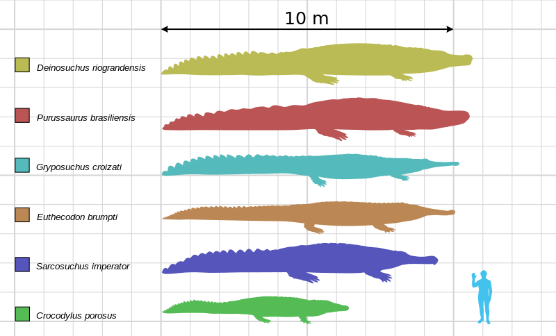 800px-Large_crocodyliformes.svg.png