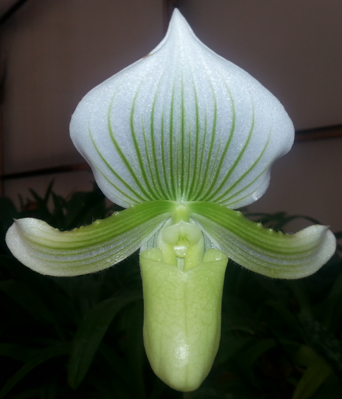 paph_janet_kunkle.png