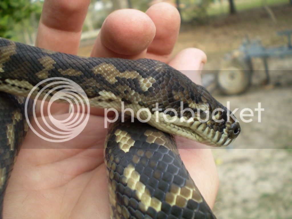 snakes028.jpg