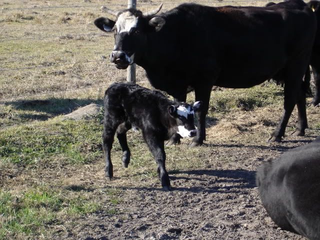 _1_CALF_FEB_5_2008_006.jpg