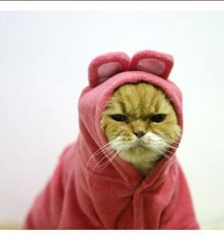 angry-cat-in-pink-rabbit-costume-1.jpg