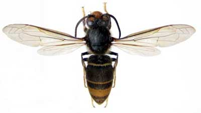 Asian-Hornet_Vespa-velutina-nigrithorax_%20Frelon_asiatique_France%20.jpg