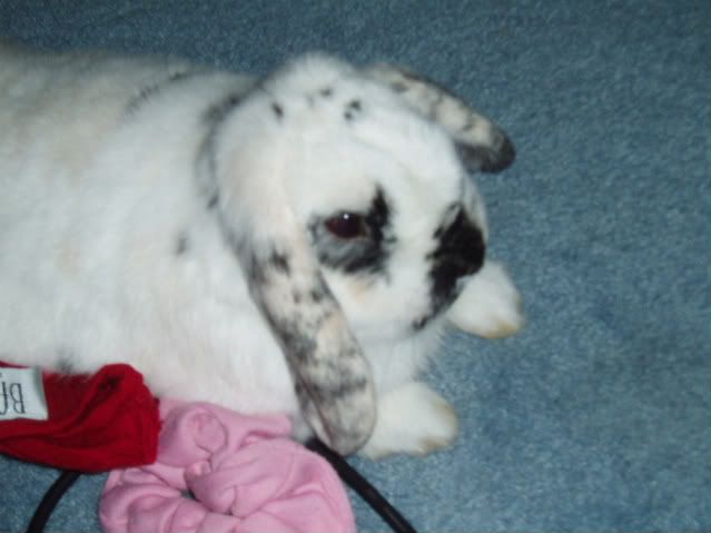 Bunniesandkitties054.jpg