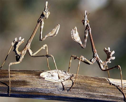 two-alienoid-praying-mantises-fighting.jpg