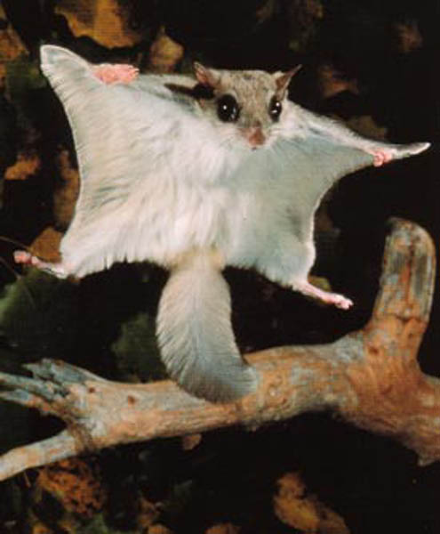 Flying Squirrel - Squirrel Image