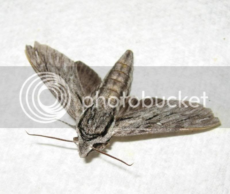 moth1.jpg