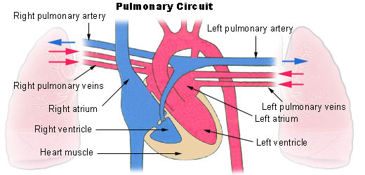 Illu_pulmonary_circuit.jpg