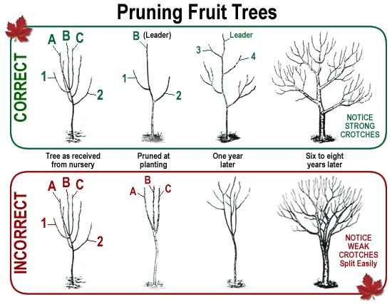 Apple_Tree_Pruning_Example.jpg