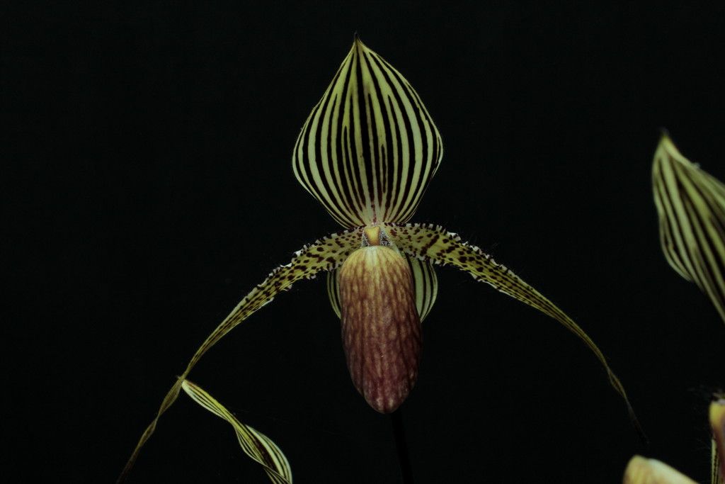 Paph%20roth%20PV%20x%20Tenny%20SF_zps9ii9frjr.jpg