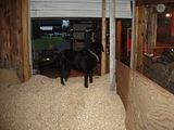 th_Logdogsettlinginhisfavoriteplace-1.jpg