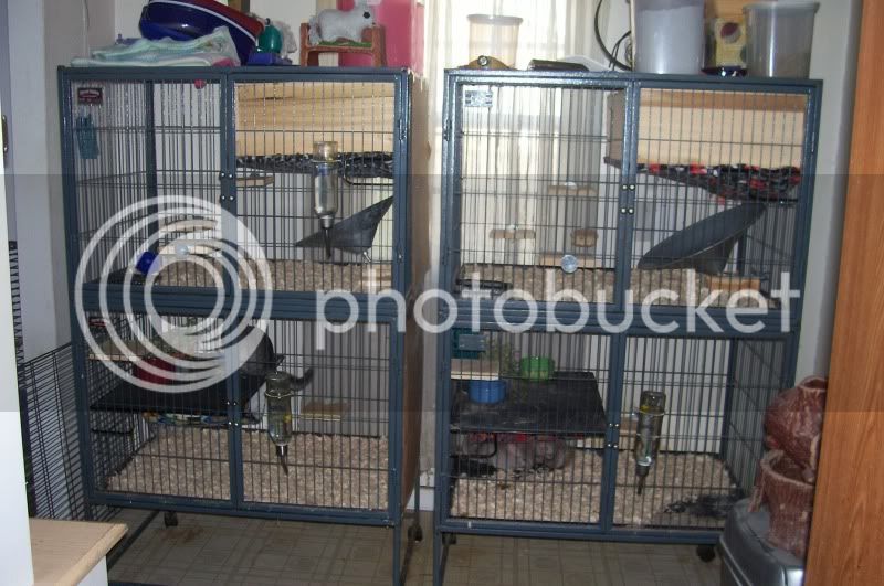 BothCages_04.jpg