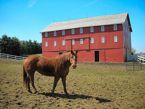 horse-and-barn.jpg