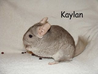 Kaylan.jpg