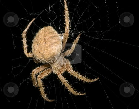 cutcaster-photo-100089039-Garden-Orb-weaver-spider-repairing-web.jpg