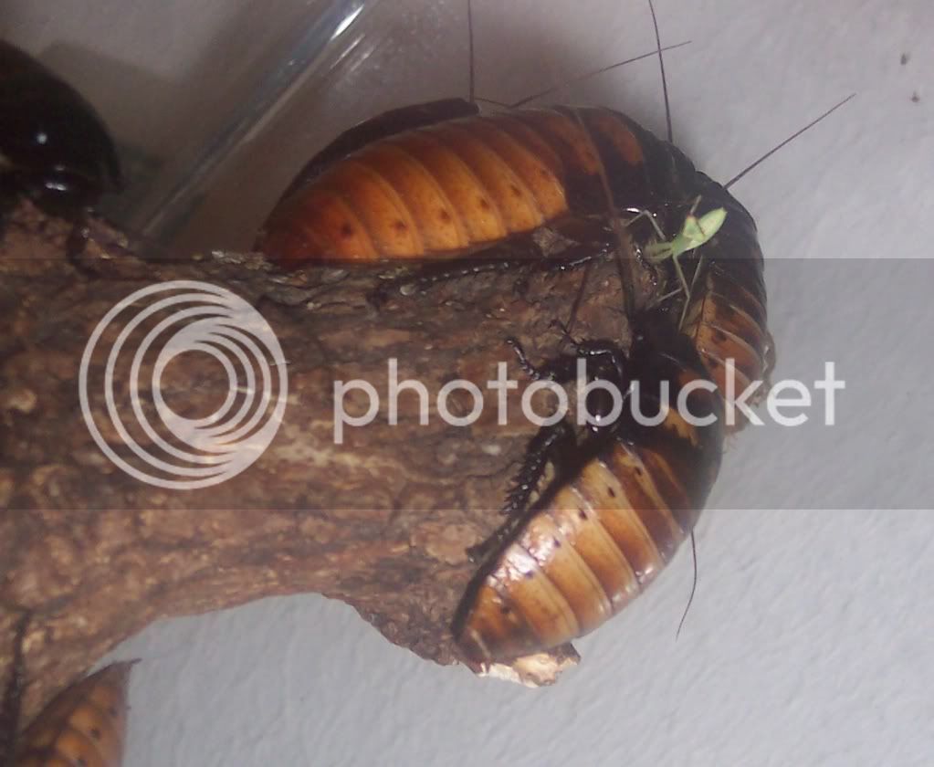 mantisroach.jpg