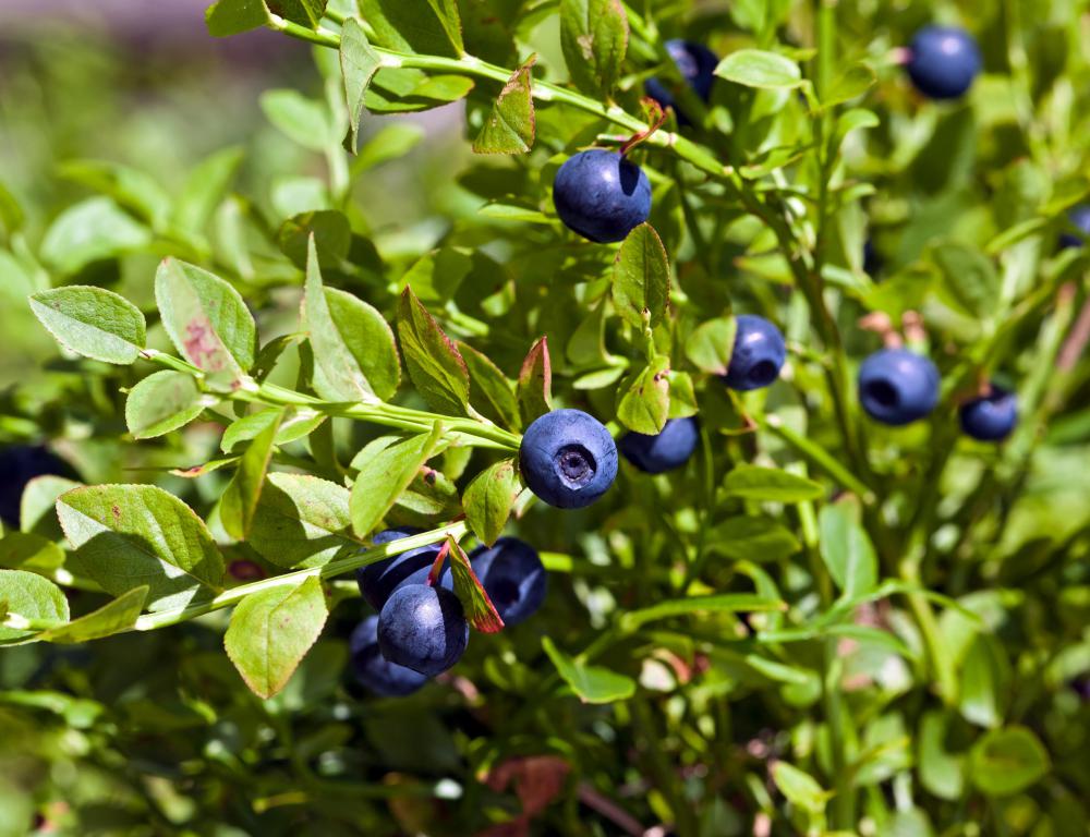 huckleberry-plant.jpg
