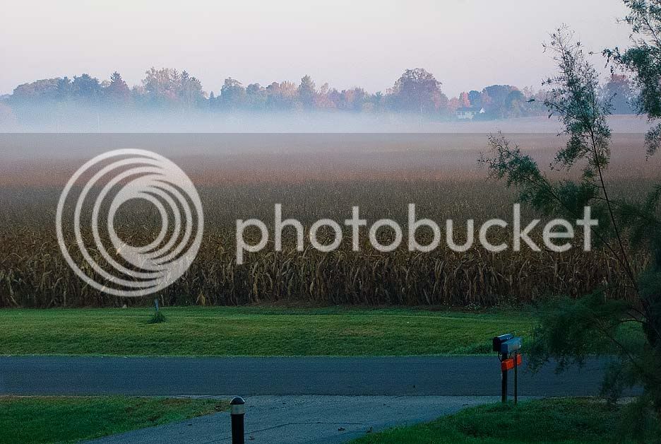 Foggy-Field-1.jpg