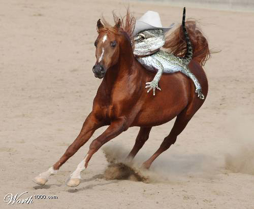 horse-photoshop-39.jpg