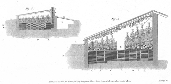 19th century drawing showing hothouse and pinery-vinery in section