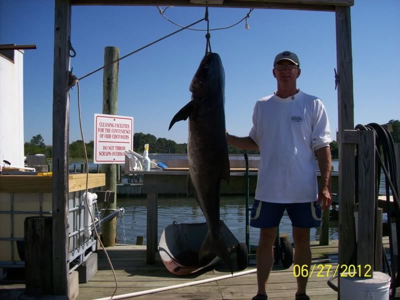 cobia6-27-12010.jpg