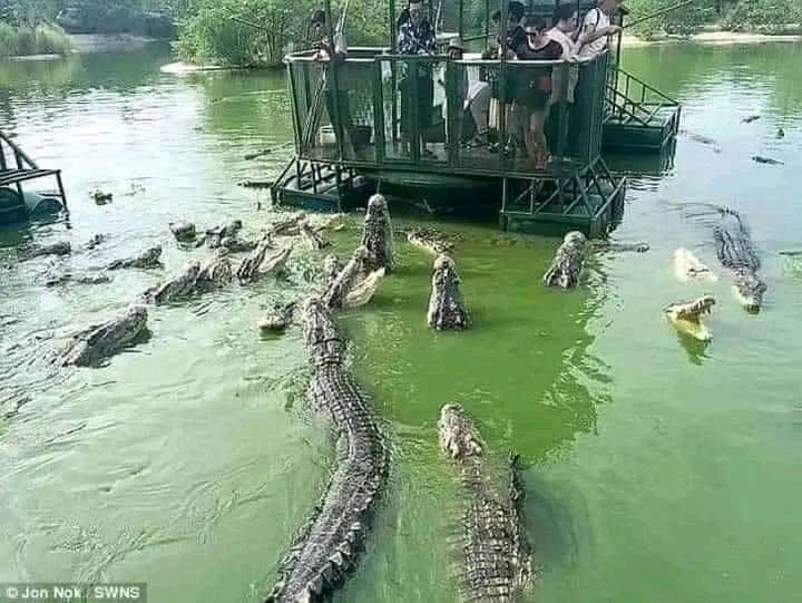 May be an image of 1 person, crocodile and outdoors