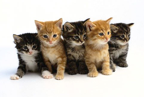 i-googeld-it-kittens-28137261-482-327.jpg