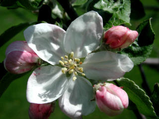 apple_blossom.jpg