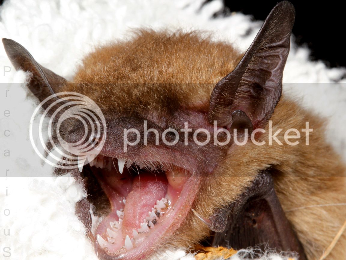 Bat_2281-sm.jpg