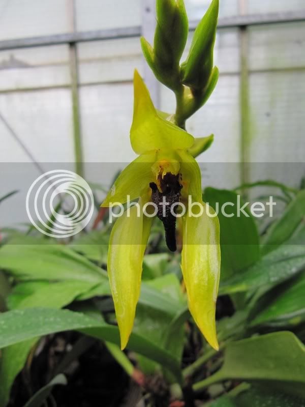 Bulbophyllum1.jpg
