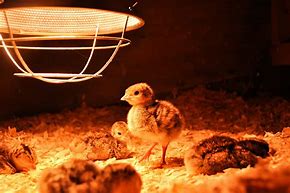 Image result for baby chickens light bulb heat
