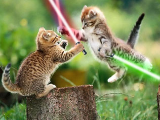 Star-Wars-Cats1.jpg