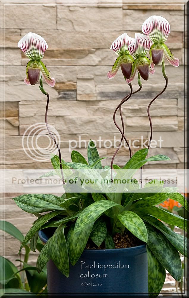 Paph-callosum2010.jpg