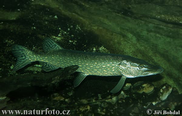 northern-pike-20529.jpg