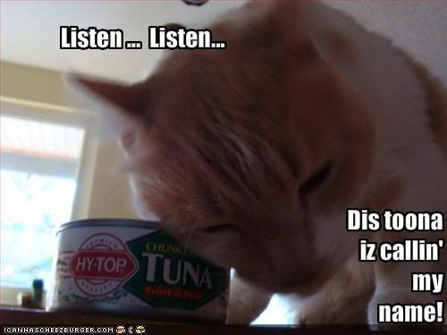 funny-pictures-cat-can-hear-canned-.jpg