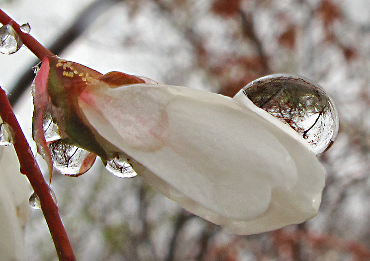 Serviceberry3.jpg