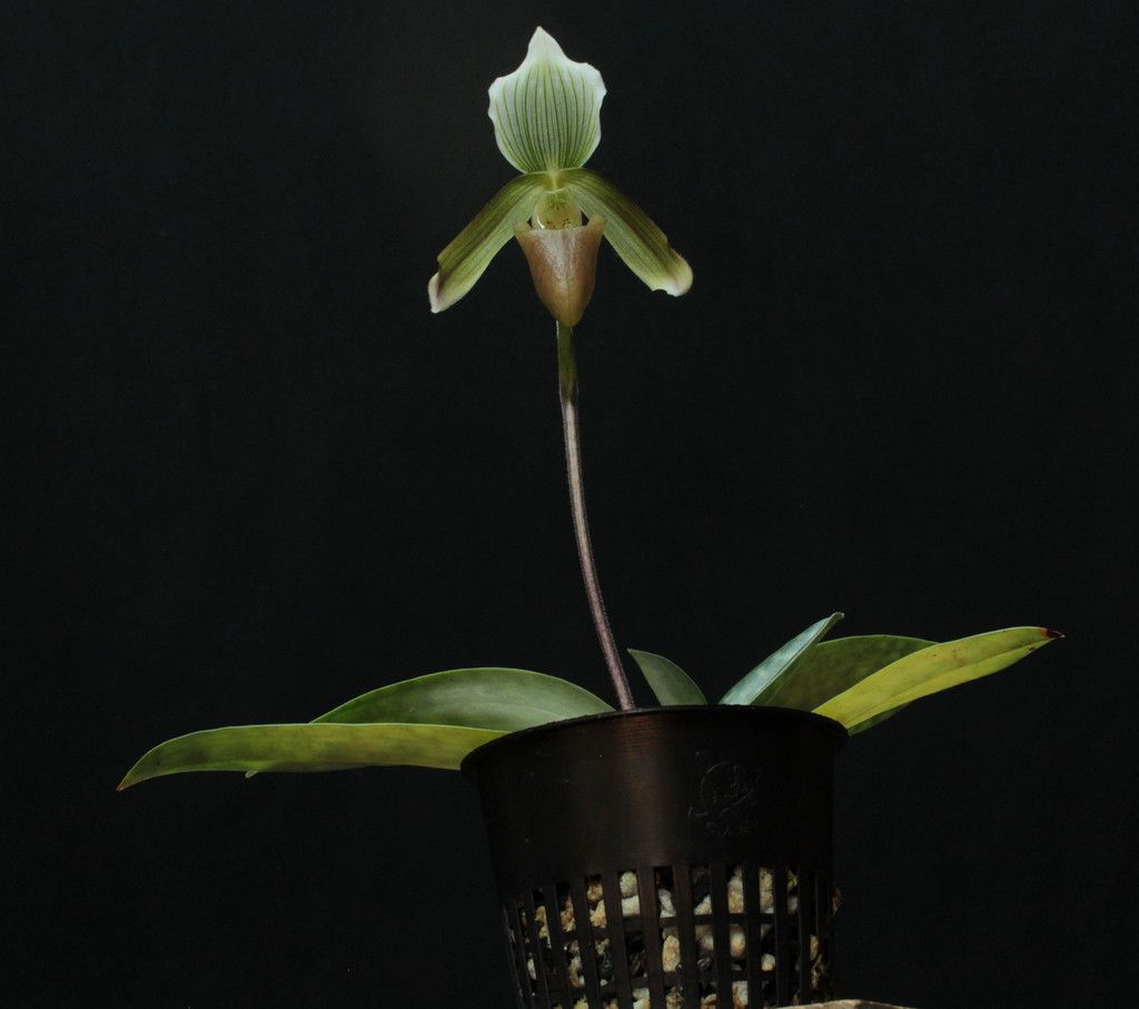 Paph%20callosum%20v.%20potentianum1_zpsrqbd6njj.jpg