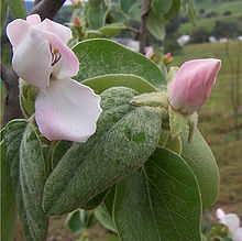 220px-Quince_flowers.jpg