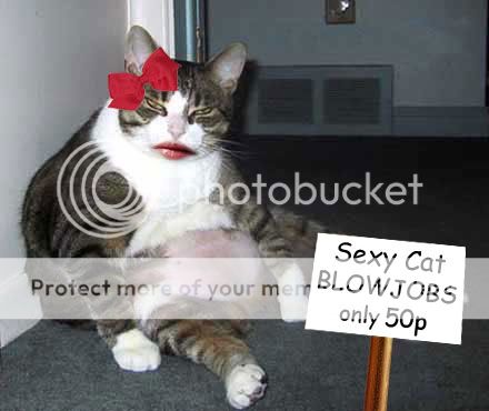 sexy-cat.jpg