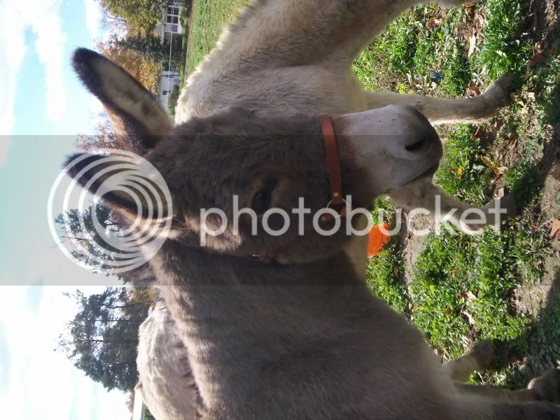 Donkeys006.jpg
