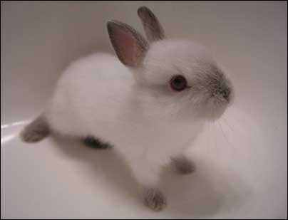 bunnies_03.jpg