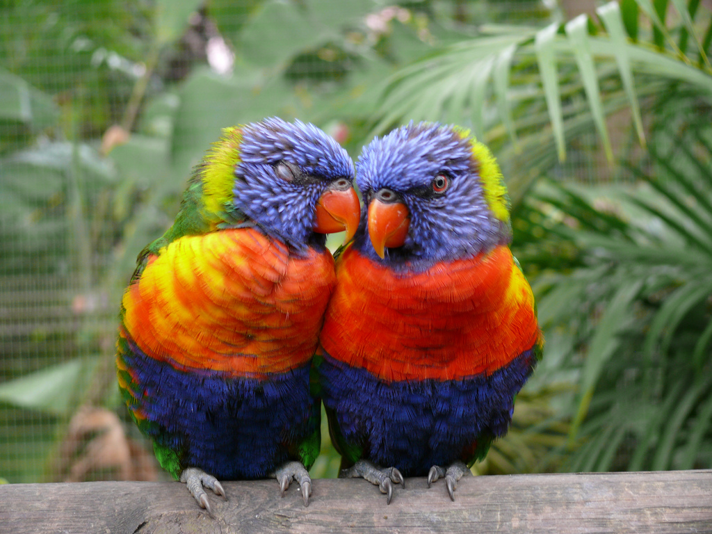 parrots-in-love.jpg