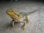 beardies%20003.jpg