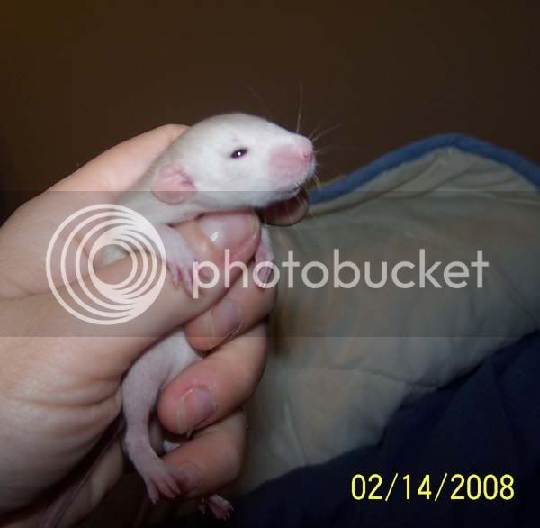 rats015-2.jpg