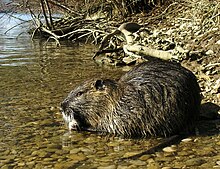 220px-Myocastor_coypus_02.jpg