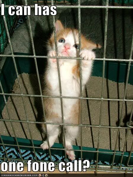 funny-pictures-your-kitten-wants-a-.jpg