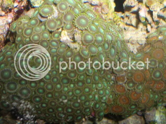 zoas4.jpg