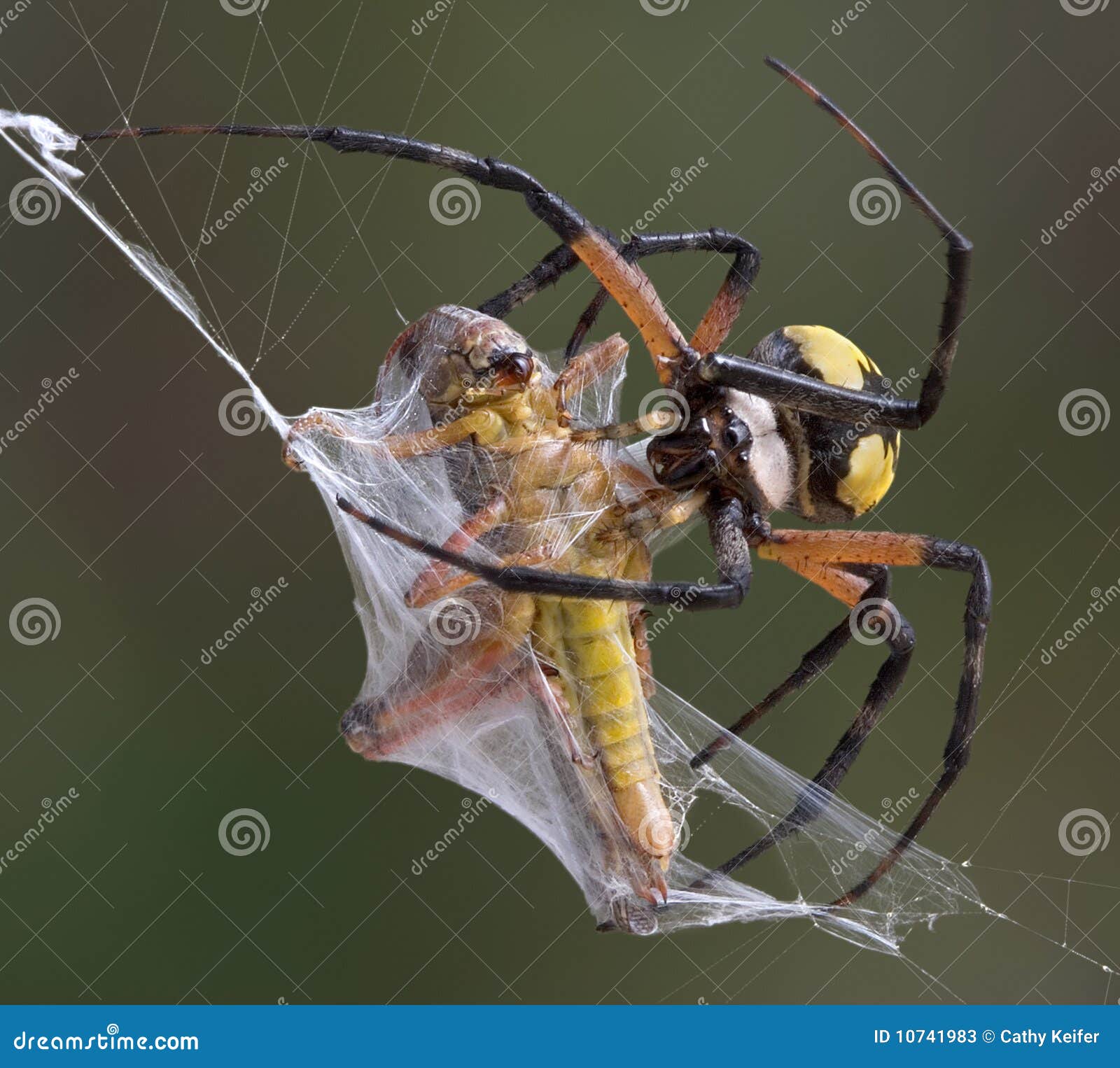 argiope-spider-wrapping-hopper-10741983.jpg