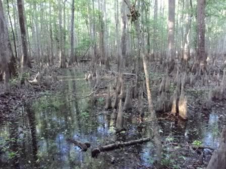swamp3.jpg
